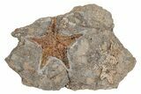 Ordovician Starfish (Petraster?) Fossil - Morocco #211421-1